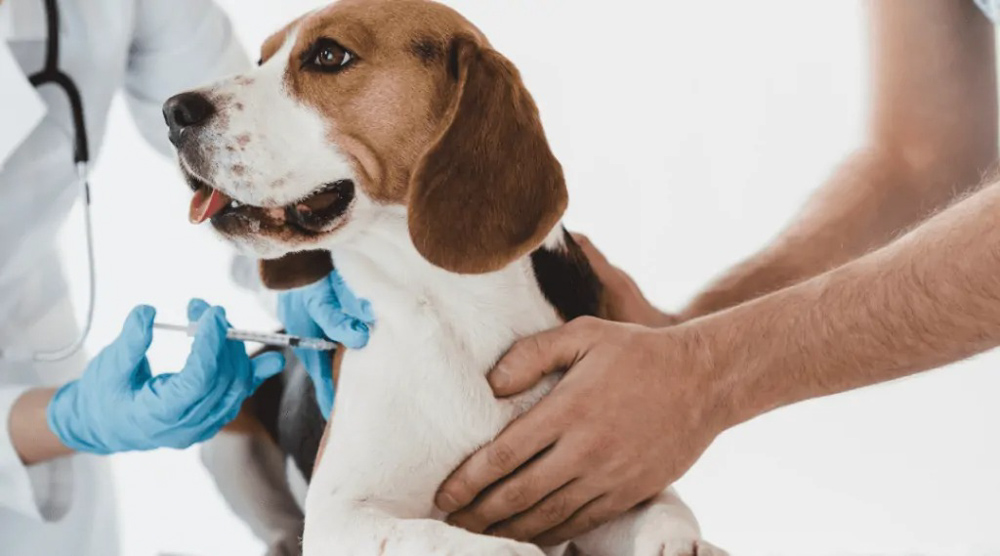 Bukan Cuma Kita Hewan Juga Perlu Divaksin Ini Dia Jenis Jenisnya Bukan Cuma Kita Hewan Juga Perlu Divaksin Ini Dia Jenis Jenisnya