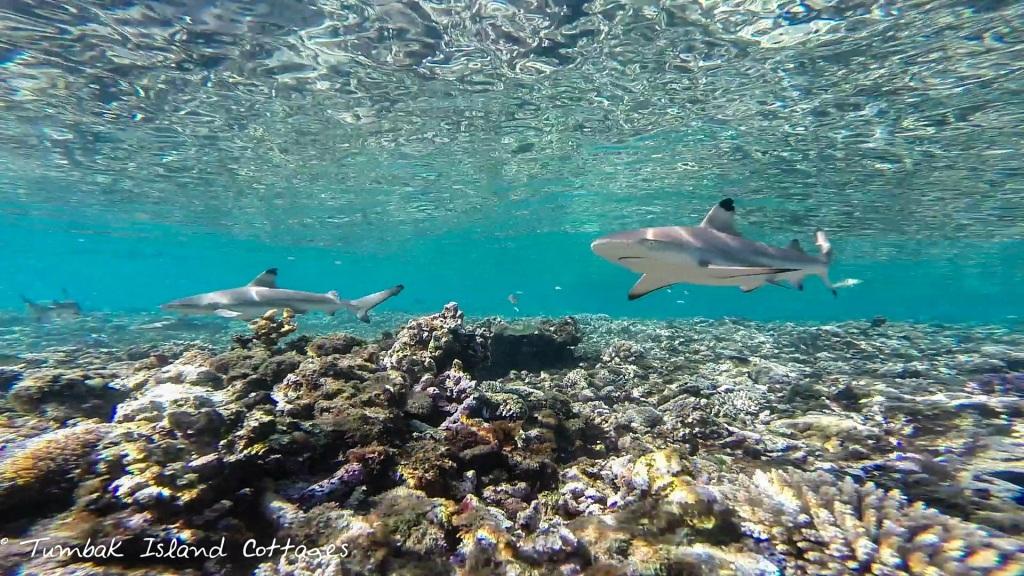 MAU SNORKELING BERSAMA HIU? DATANG SAJA KE TUMBAK!