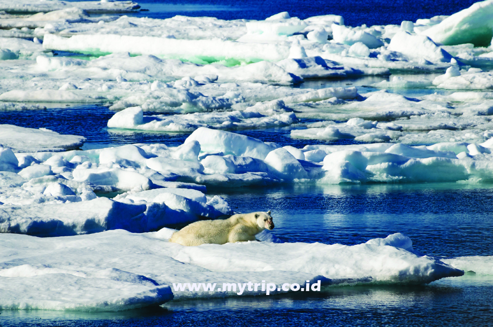 SVALBARD NORWEGIA, TEMPAT DI MANA POLAR BEAR LEBIH BANYAK DARI MANUSIA