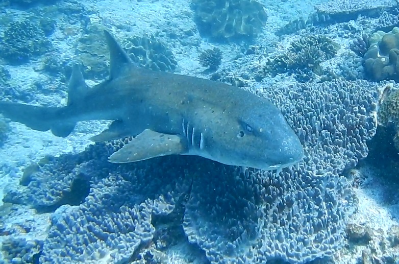 OGAH SKIP DIVE DEMI CINTAKU HIU