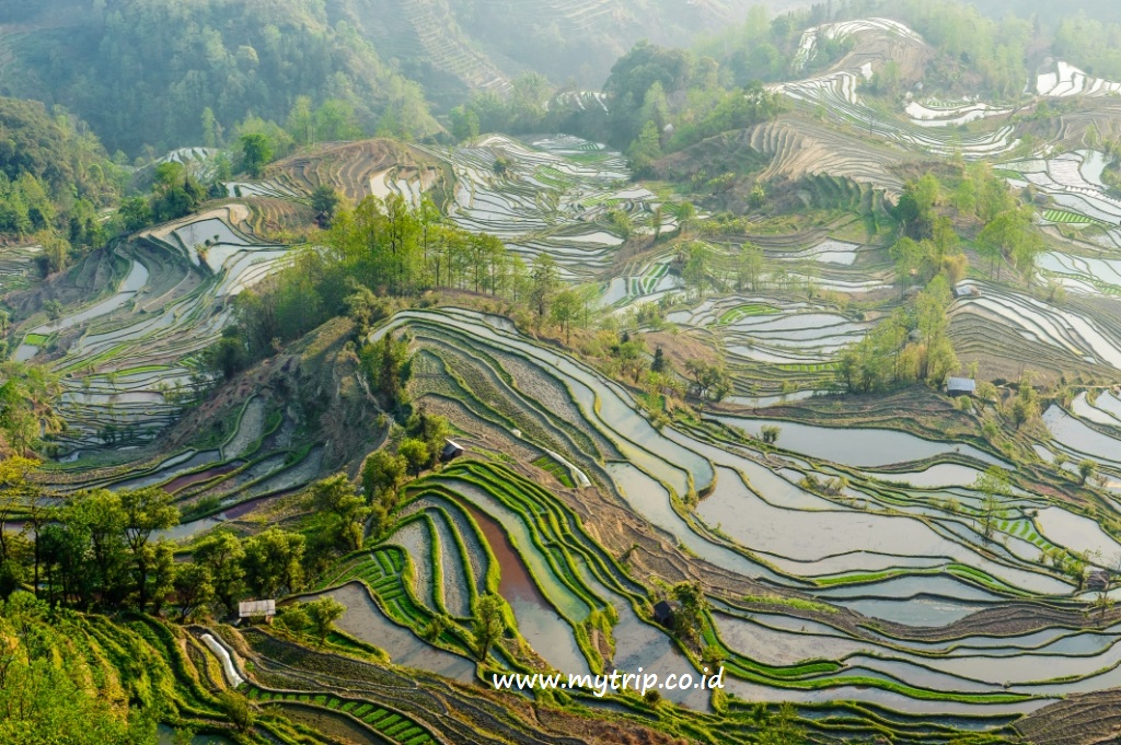 APA? MELIHAT SAWAH AJA JAUH-JAUH KE CHINA?