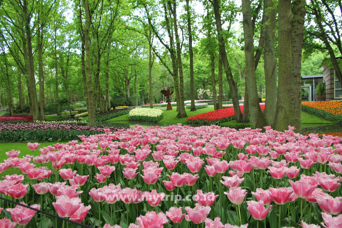 BALADA TULIP BELANDA DAN AMARILIS GUNUNGKIDUL