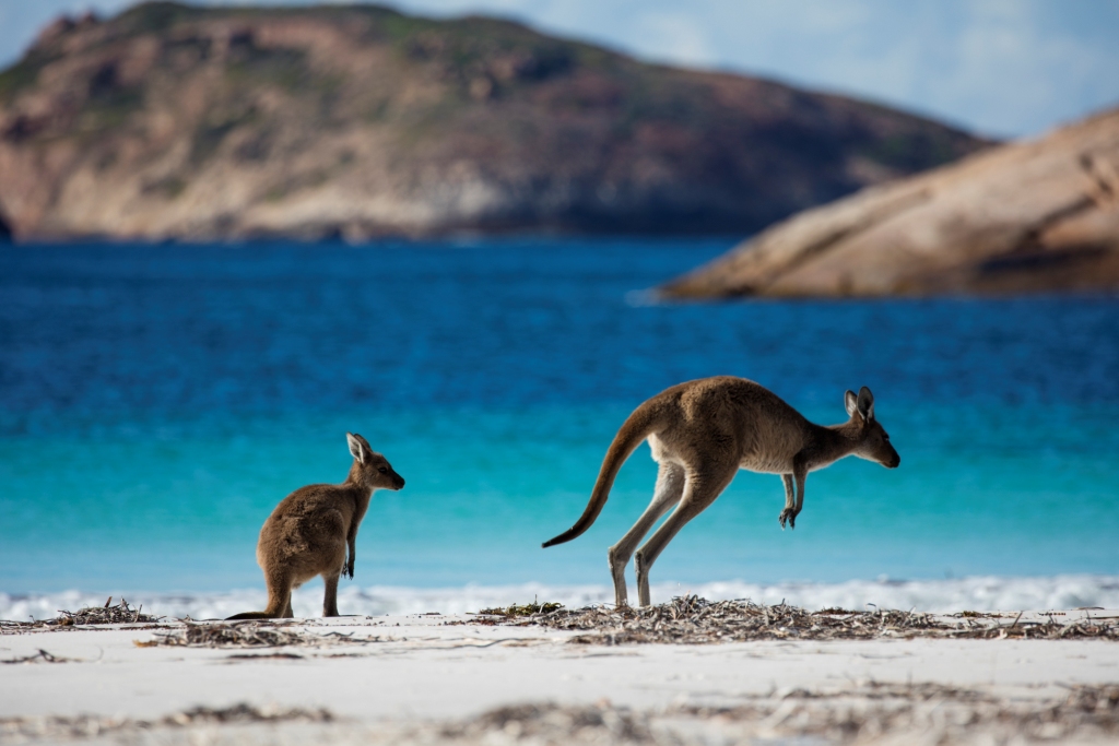 MENONTON KANGURU BERSANTAI DI AUSTRALIA BARAT