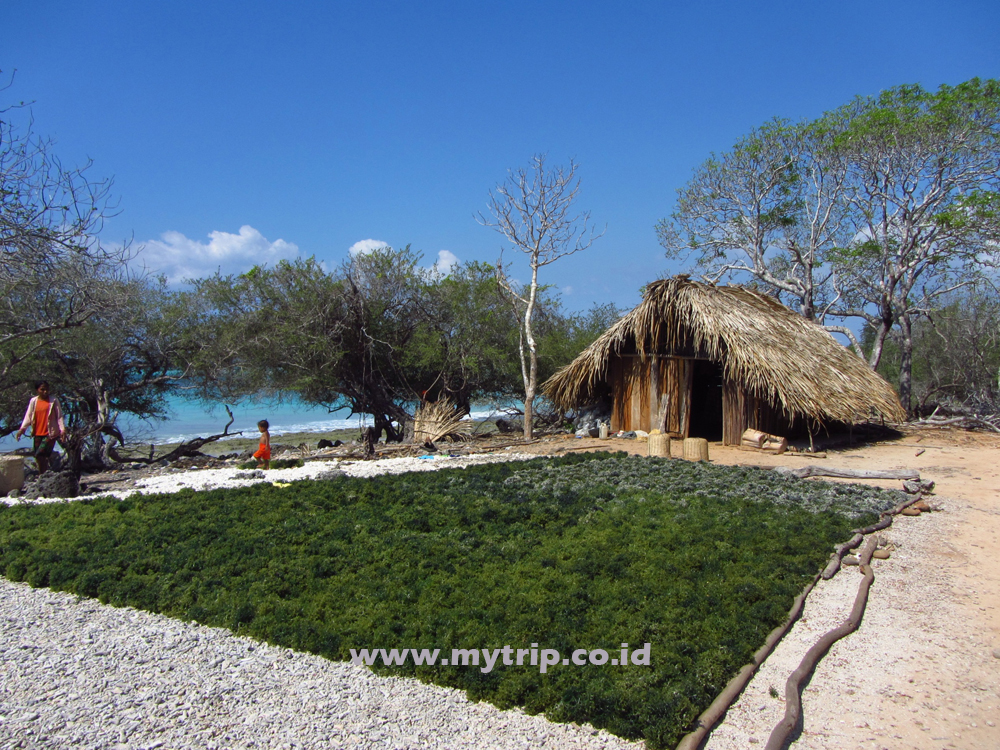 DI NTT BANYAK PULAU YANG MASIH PERAWAN, SALAH SATUNYA PULAU SEMAU