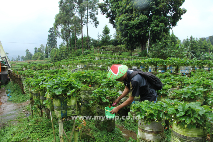 BUAH STRAWBERRY BERDAUN BAWANG