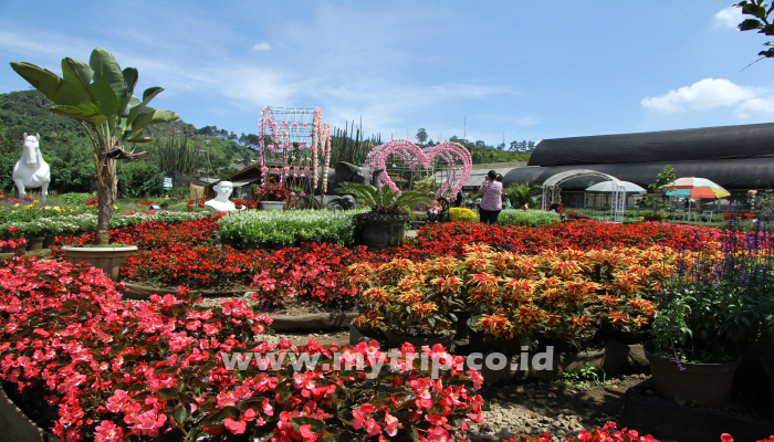 MANDI KEMBANG DI LEMBANG