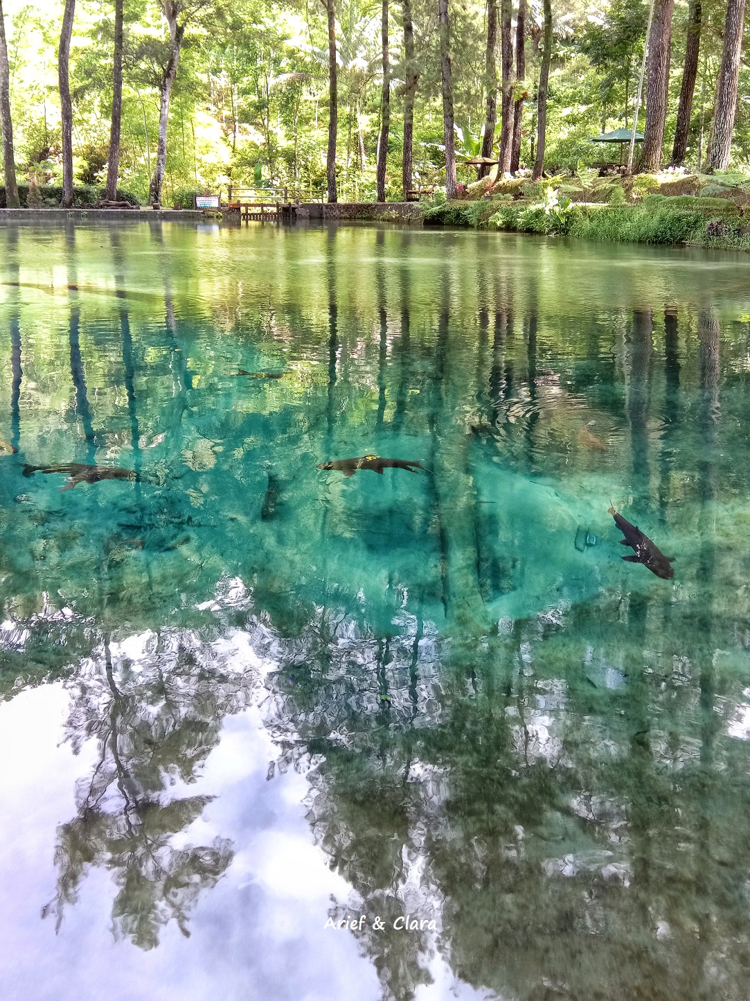 NGGAK PERLU KE KAMINOKO POND DI HOKKAIDO, KE BLITAR AJA UNTUK LIHAT YANG BEGINI!