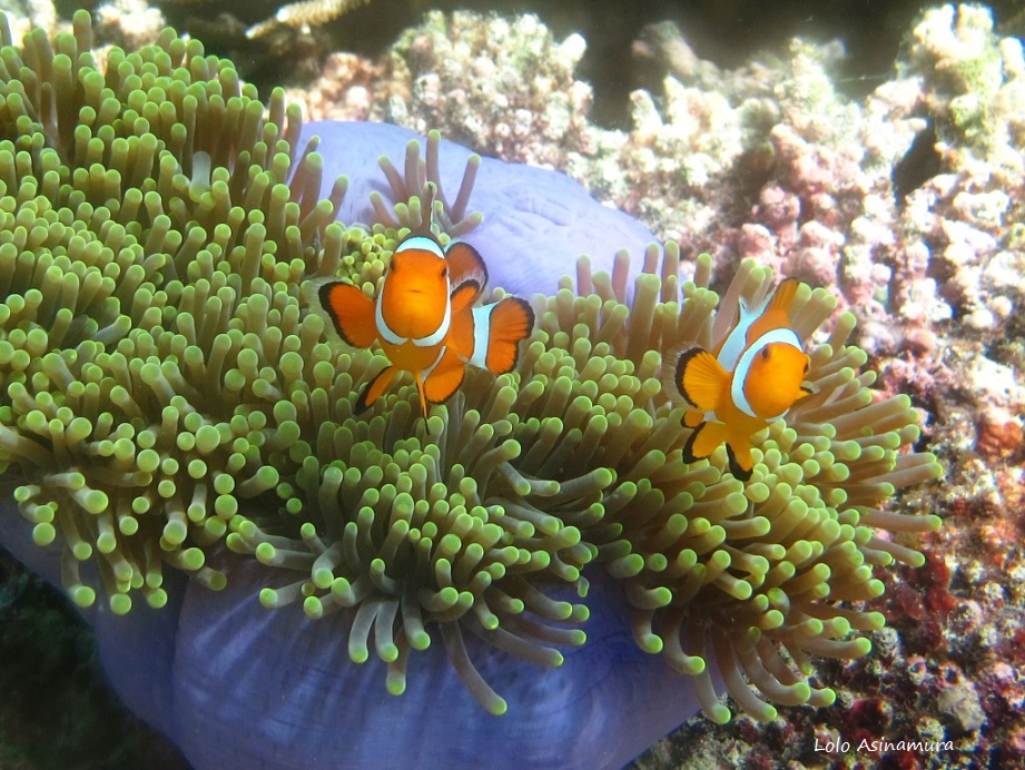 PANDUAN CERDAS EKSPLOR TAMAN NASIONAL KARIMUNJAWA