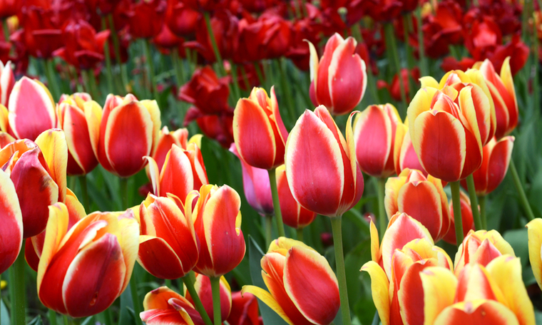 7 TAMAN UNTUK MENIKMATI FESTIVAL TULIP DI TURKI SELAMA APRIL