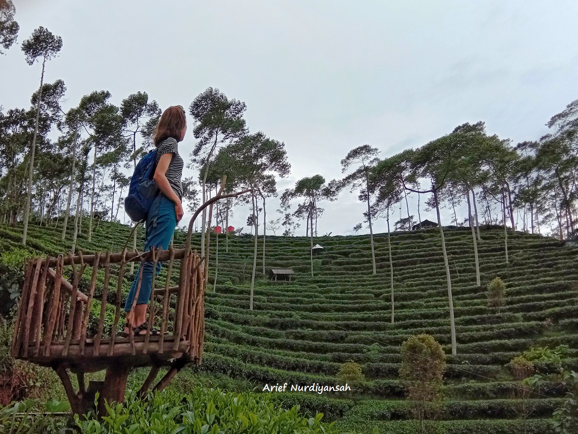 MENCARI KETENANGAN DI HAMPARAN KEBUN TEH TRITIS