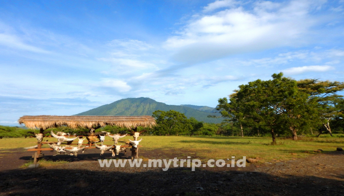 BELUM BISA SAFARI KE AFRIKA, KE BALURAN AJA!