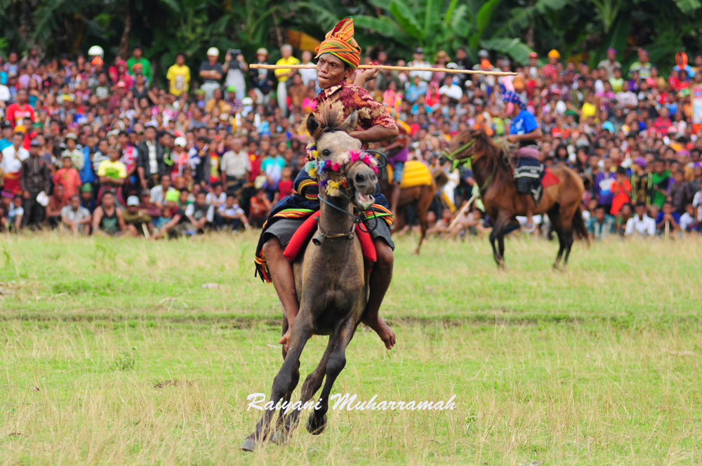AGAR TAK CELAKA, SIMAK TRIK MENONTON PASOLA DI SUMBA INI!