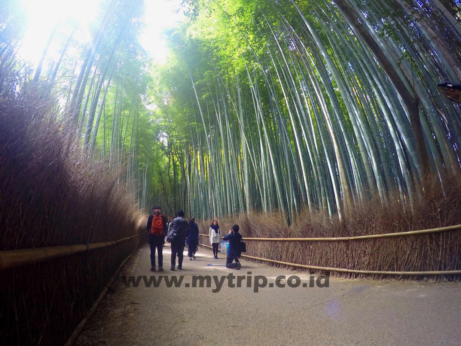 HUTAN BAMBU YANG NGGAK ADA DI INDONESIA
