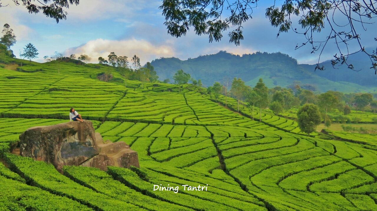 INI DIA 3 KEBUN TEH INSTAGENIC DI BANDUNG