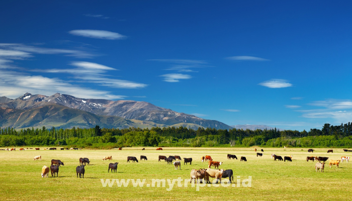 14 WISATA GRATIS DI NEW ZEALAND (bagian 1)