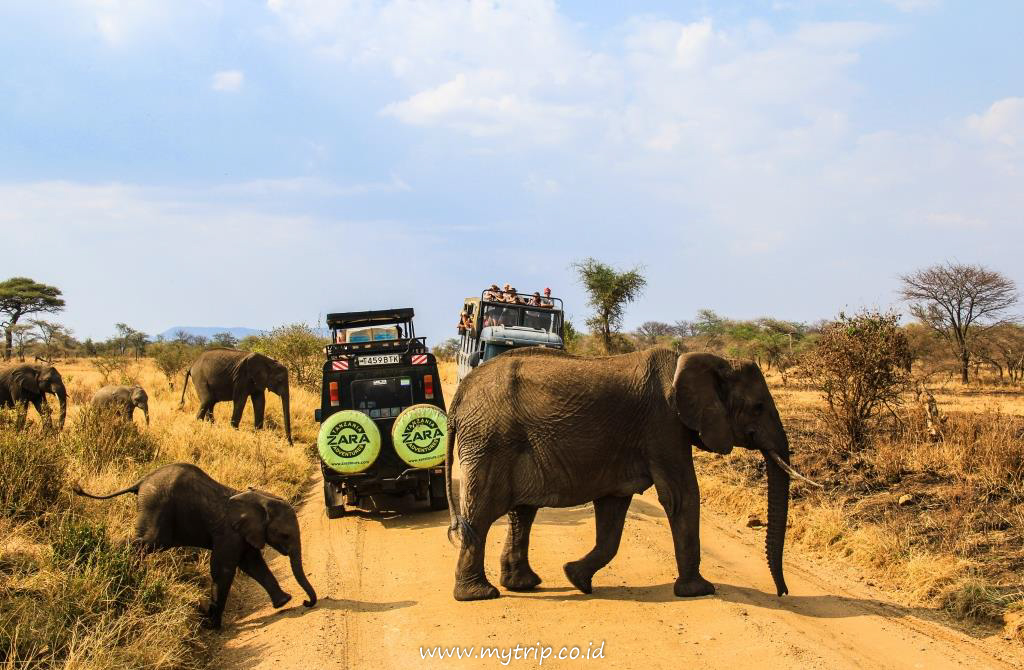 APA SAJA YANG PERLU DIKETAHUI SEBELUM SAFARI DI AFRIKA? PALING BAGUS DI MANA? (Bagian 2-Tamat)