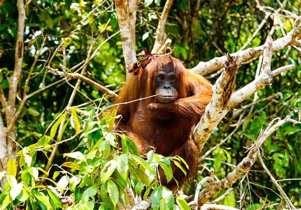 100+ DESTINASI WISATA DOMESTIK YANG BISA JADI PILIHAN DI ERA NEXT NORMAL. BAGIAN 8: KALIMANTAN