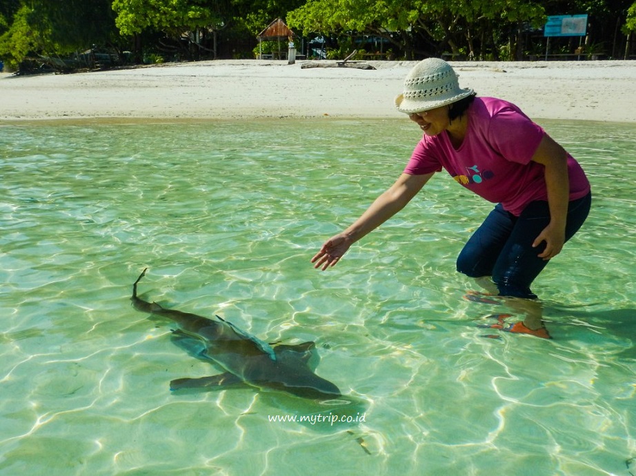 KESEMPATAN LANGKA, MAIN DENGAN HIU TANPA BERENANG DI PANTAI CI WAYAG