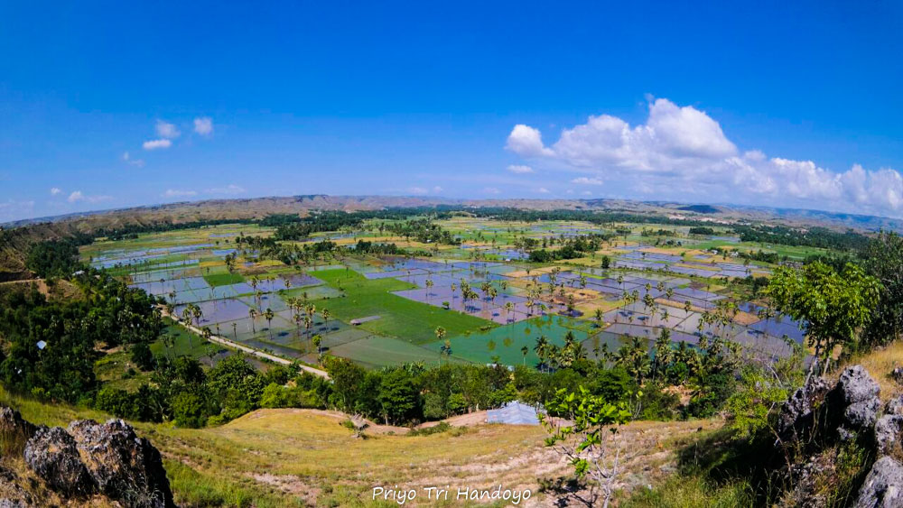 SELAIN SUNRISE, ADA APA LAGI DI BUKIT PERSAUDARAAN MAU HAU SUMBA TIMUR?