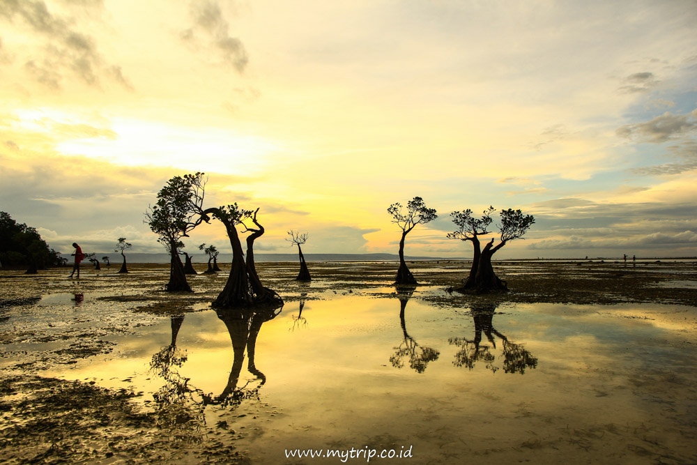 AREA HUTAN BAKAUNYA NGGAK LUAS, TAPI SUNSET DI PANTAI WALAKIRI SUMBA MEMANG JUARA!