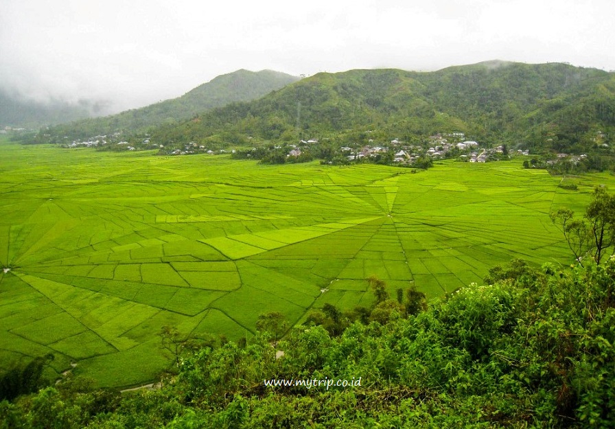 MENGENAL RITUAL ADAT DI BALIK SAWAH JARING LABA-LABA DI CANCAR FLORES