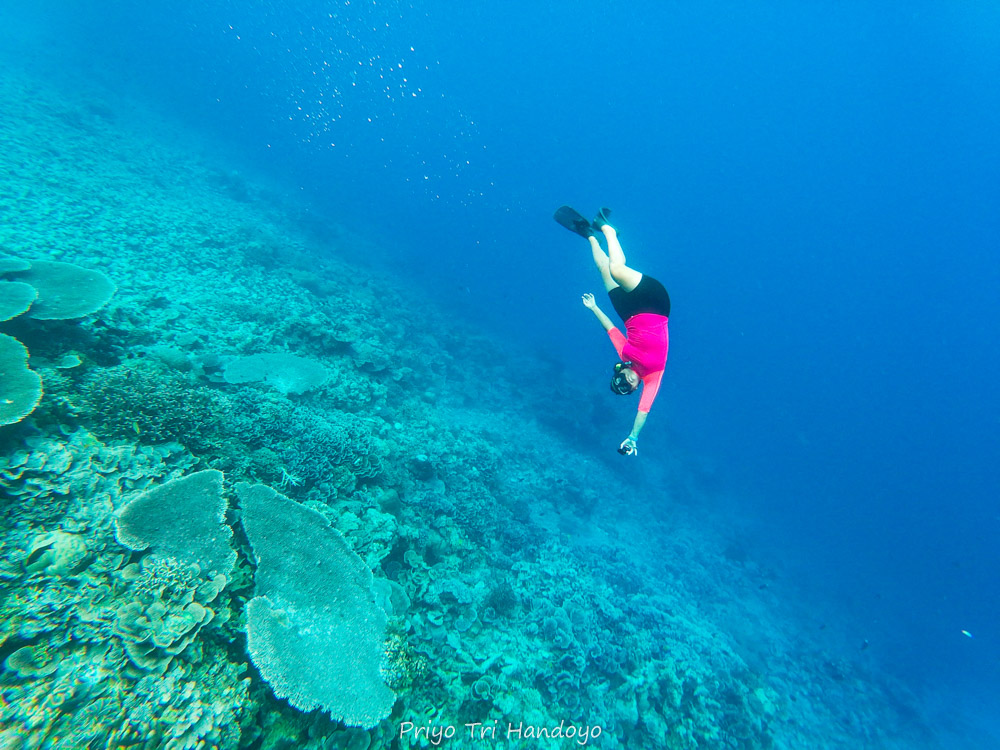 9 SNORKELING SPOT DI BANDA. WOWW… BISA BERTEMU HIU DAN KAWANAN IKAN BESAR!