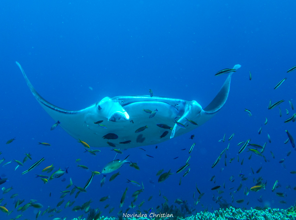 KE RAJA AMPAT, CUKUP DENGAN SNORKELING, BISA MELIHAT IKAN PARI MANTA DARI DEKAT!