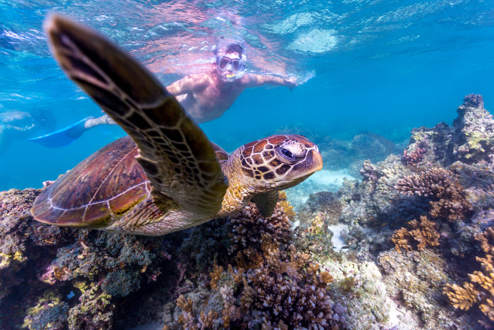 4 AKTIVITAS SERU DI SURGA LAUT NINGALOO REEF DI AUSTRALIA BARAT