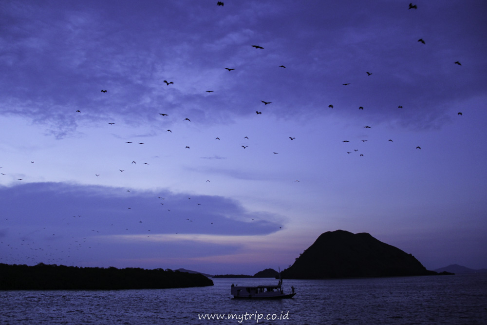 INILAH PAKET LENGKAP SUNSET DAN KAWANAN KALONG BERHAMBURAN DI PULAU KALONG TN KOMODO