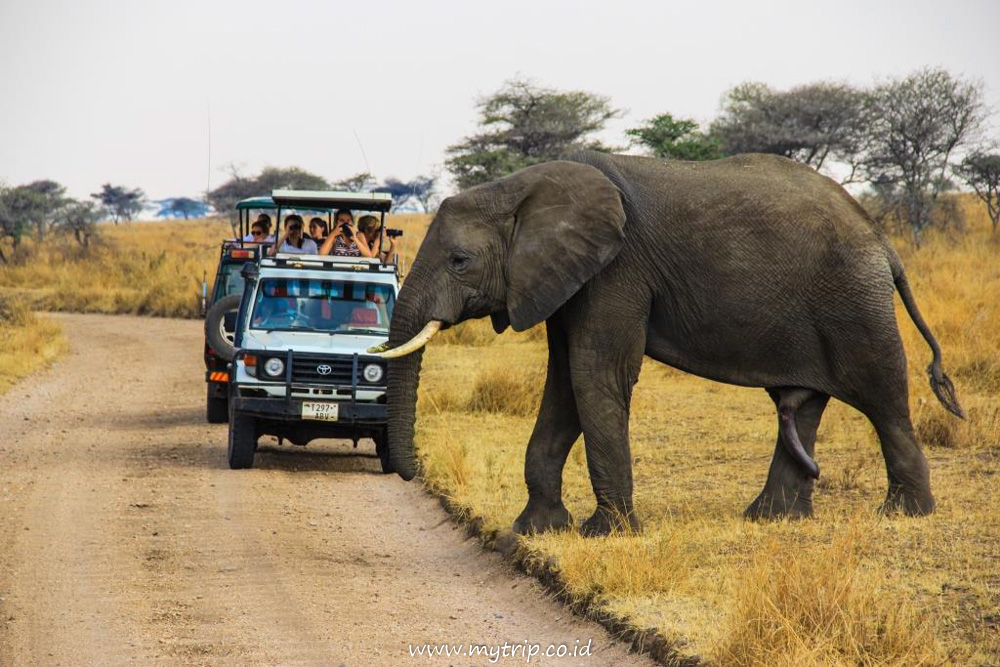 TANZANIA SUDAH BUKA UNTUK TURIS. WISATA APA YANG MENARIK?
