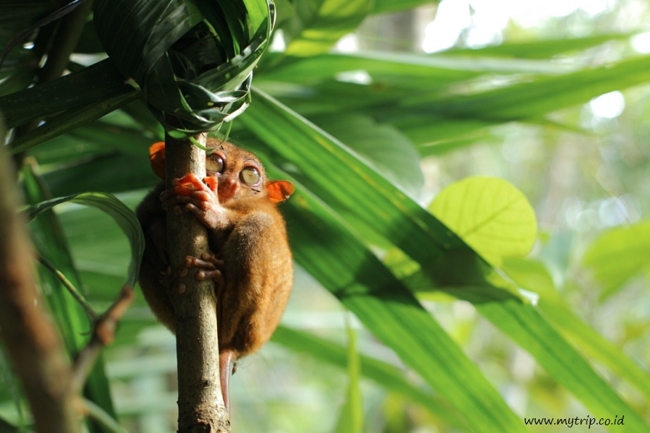 MELIHAT TARSIER DARI DEKAT BISA JUGA DI BOHOL ISLAND, FILIPINA