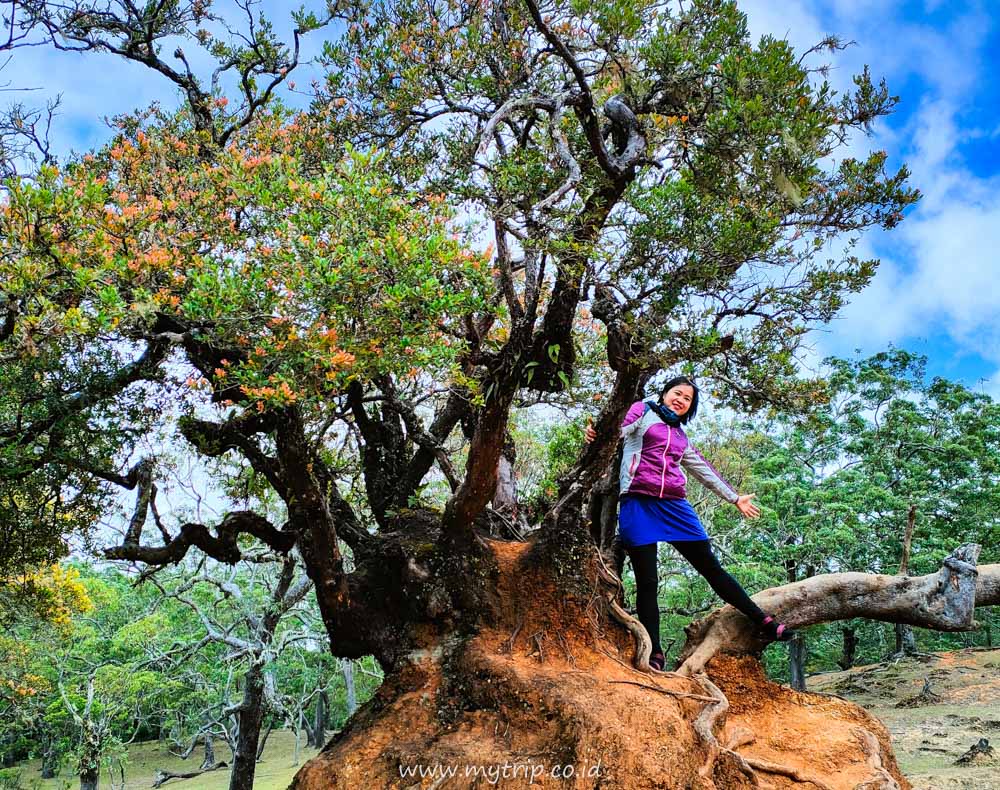 17 POTRET KEINDAHAN TAMAN EDEN DI FATUMNASI PULAU TIMOR NTT